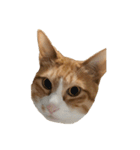 たわし 猫 文字なし（個別スタンプ：5）