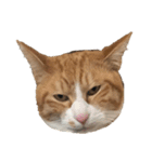 たわし 猫 文字なし（個別スタンプ：6）