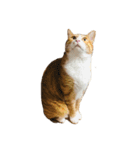 たわし 猫 文字なし（個別スタンプ：7）