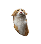 たわし 猫 文字なし（個別スタンプ：8）