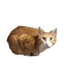 たわし 猫 文字なし（個別スタンプ：9）