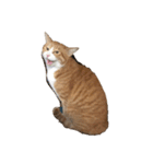 たわし 猫 文字なし（個別スタンプ：10）