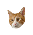 たわし 猫 文字なし（個別スタンプ：11）