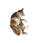 たわし 猫 文字なし（個別スタンプ：12）
