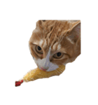たわし 猫 文字なし（個別スタンプ：13）
