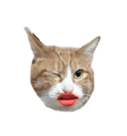 たわし 猫 文字なし（個別スタンプ：15）
