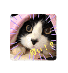 我が家の4匹ねこズ。ver.2（個別スタンプ：1）
