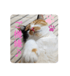 我が家の4匹ねこズ。ver.2（個別スタンプ：2）