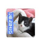 我が家の4匹ねこズ。ver.2（個別スタンプ：3）