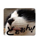 我が家の4匹ねこズ。ver.2（個別スタンプ：4）