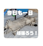 我が家の4匹ねこズ。ver.2（個別スタンプ：6）