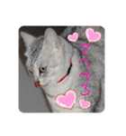 我が家の4匹ねこズ。ver.2（個別スタンプ：7）