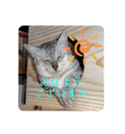 我が家の4匹ねこズ。ver.2（個別スタンプ：9）