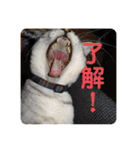 我が家の4匹ねこズ。ver.2（個別スタンプ：10）