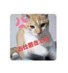 我が家の4匹ねこズ。ver.2（個別スタンプ：12）