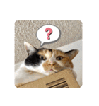 我が家の4匹ねこズ。ver.2（個別スタンプ：13）