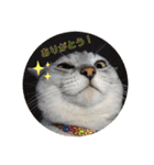 我が家の4匹ねこズ。ver.2（個別スタンプ：14）