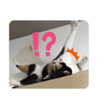 我が家の4匹ねこズ。ver.2（個別スタンプ：15）
