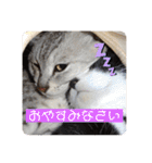 我が家の4匹ねこズ。ver.2（個別スタンプ：16）