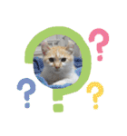 我が家の4匹ねこズ。ver.2（個別スタンプ：17）