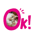 我が家の4匹ねこズ。ver.2（個別スタンプ：18）