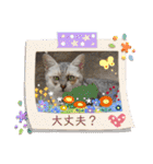 我が家の4匹ねこズ。ver.2（個別スタンプ：20）
