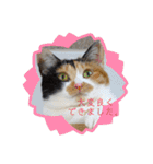 我が家の4匹ねこズ。ver.2（個別スタンプ：21）