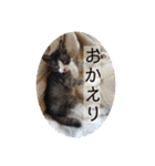 我が家の4匹ねこズ。ver.2（個別スタンプ：23）