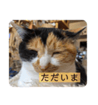 我が家の4匹ねこズ。ver.2（個別スタンプ：24）