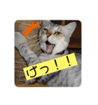 我が家の4匹ねこズ。ver.2（個別スタンプ：26）