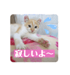 我が家の4匹ねこズ。ver.2（個別スタンプ：28）