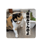 我が家の4匹ねこズ。ver.2（個別スタンプ：29）