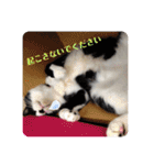 我が家の4匹ねこズ。ver.2（個別スタンプ：30）