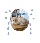 我が家の4匹ねこズ。ver.2（個別スタンプ：32）
