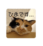 我が家の4匹ねこズ。ver.2（個別スタンプ：35）