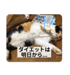 我が家の4匹ねこズ。ver.2（個別スタンプ：36）