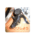 我が家の4匹ねこズ。ver.2（個別スタンプ：37）