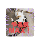 我が家の4匹ねこズ。ver.2（個別スタンプ：38）