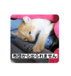 我が家の4匹ねこズ。ver.2（個別スタンプ：39）