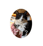 我が家の4匹ねこズ。ver.2（個別スタンプ：40）
