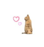 茶色の猫のスタンプ001（個別スタンプ：7）