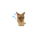 茶色の猫のスタンプ001（個別スタンプ：8）