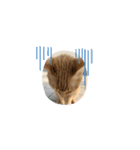 茶色の猫のスタンプ001（個別スタンプ：14）