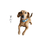 こたろースタンプ第二弾（個別スタンプ：1）
