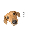 こたろースタンプ第二弾（個別スタンプ：3）