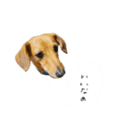 こたろースタンプ第二弾（個別スタンプ：10）