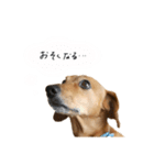こたろースタンプ第二弾（個別スタンプ：12）