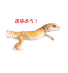 Haku boy（個別スタンプ：5）