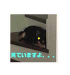 ラッキー＆ハッピーの日常プラス（個別スタンプ：6）