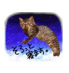 うちの犬と猫スタンプ（個別スタンプ：3）